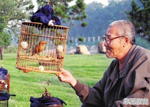 天津人养鸟有什么讲究 - 华夏历史