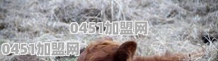 请问养殖黑山羊前景如何
