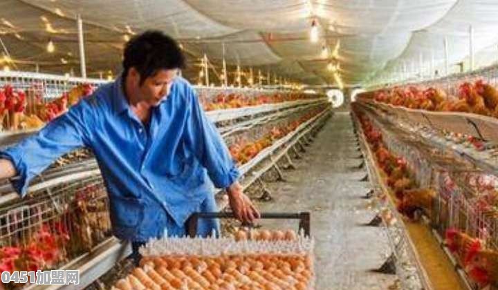 我是一个从事养殖鸡的养殖户，哪家企业合作养鸡最好？更有实力