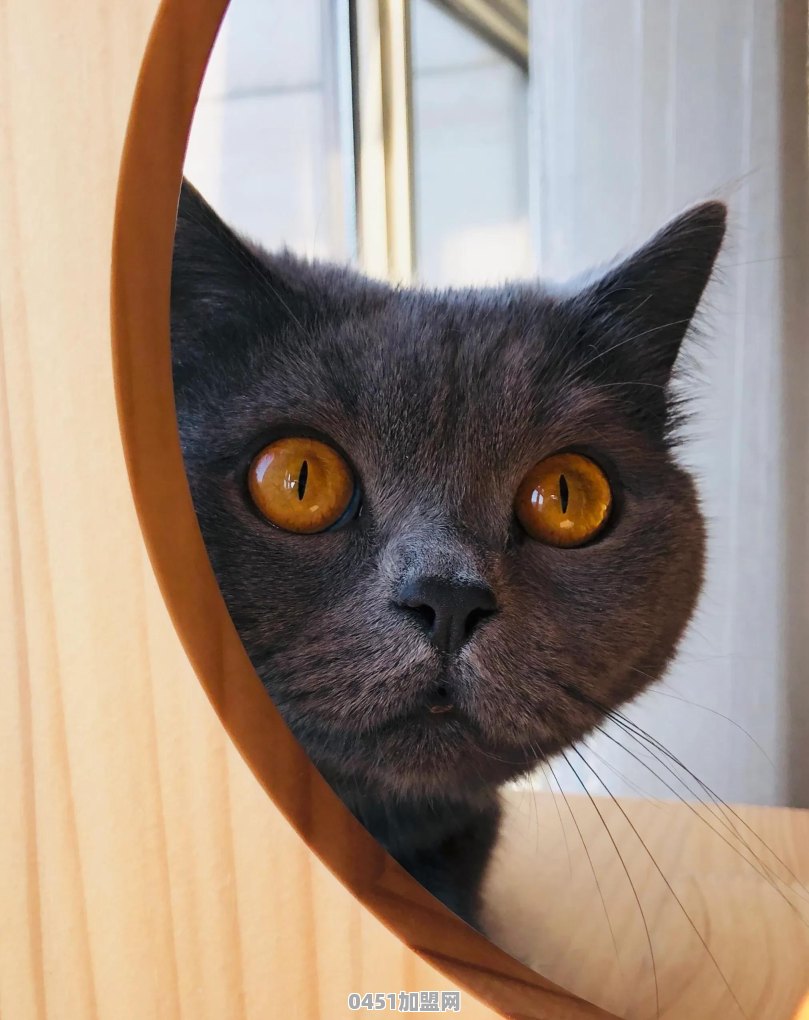 猫能用来干什么