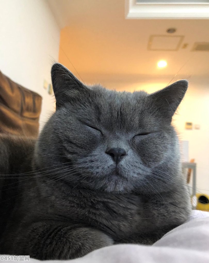 猫能用来干什么