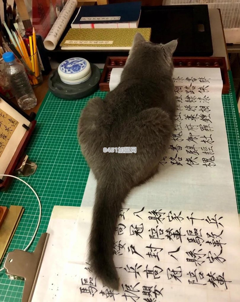 猫能用来干什么