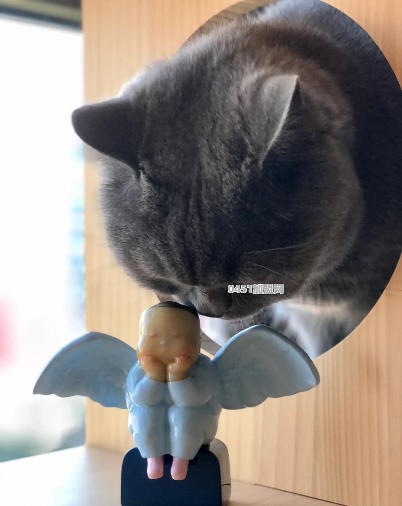 猫能用来干什么
