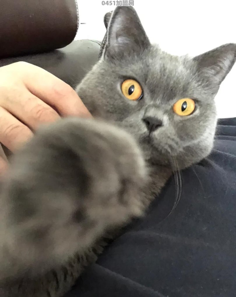 猫能用来干什么