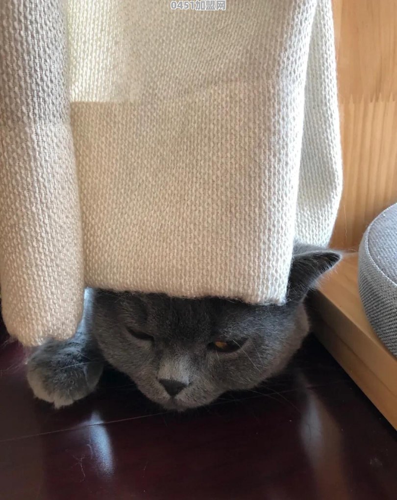 猫能用来干什么