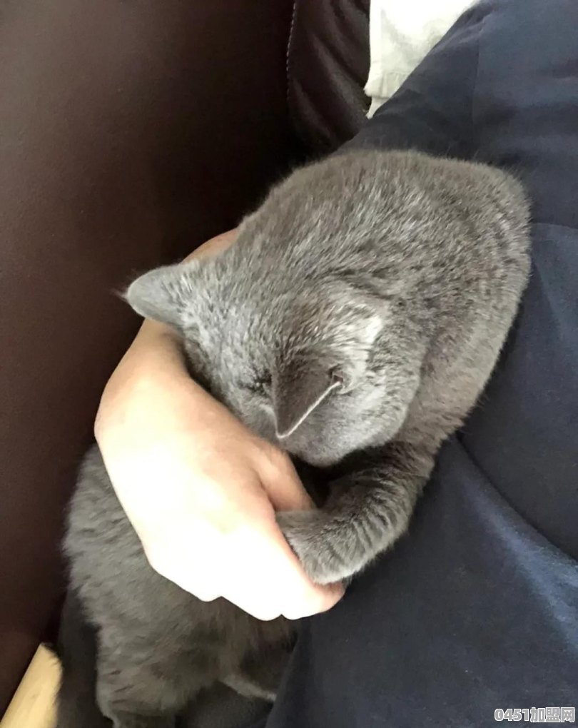 猫能用来干什么