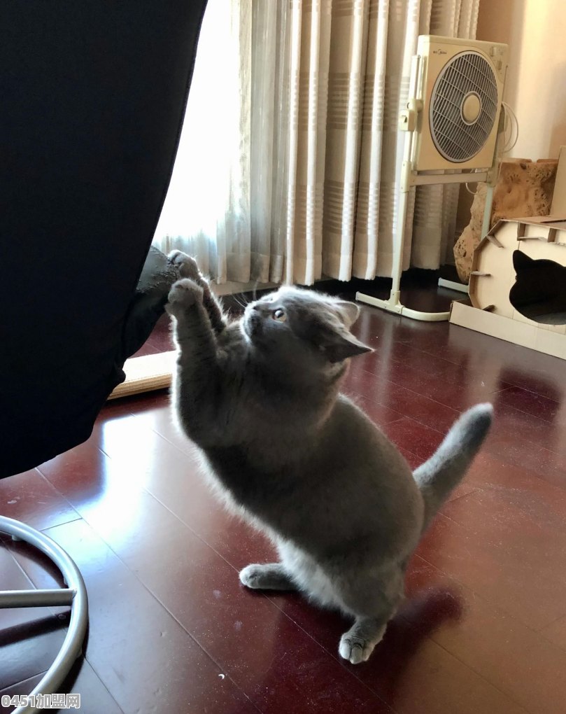 猫能用来干什么