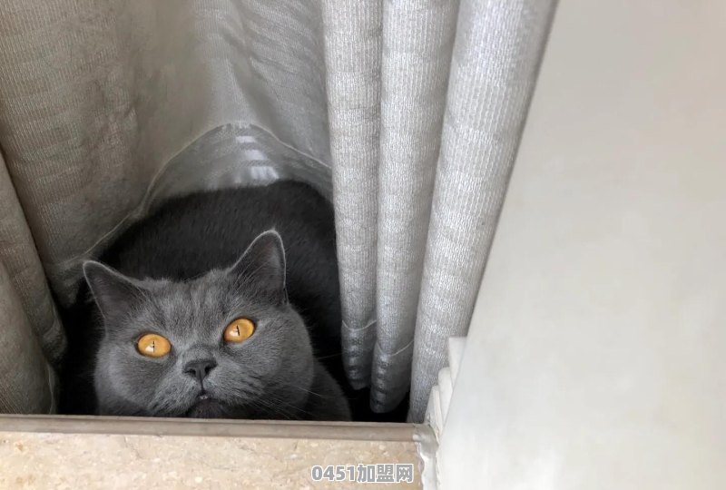 猫能用来干什么