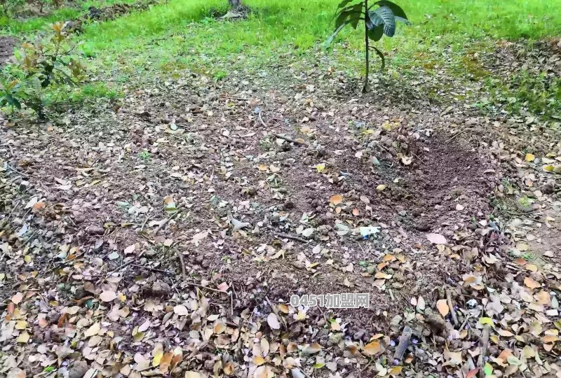 芝麻白哪里的最好