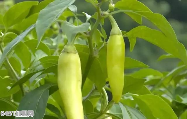 贺州的信都红槽辣椒是怎么做的
