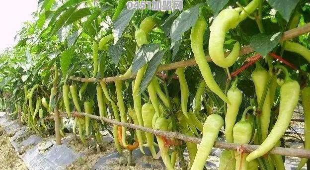 贺州的信都红槽辣椒是怎么做的