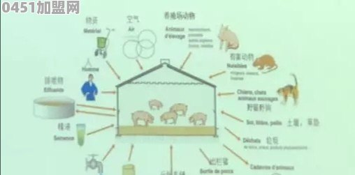 养猪场应如何做好猪瘟防控工作？有哪些建议