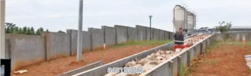 养猪场应如何做好猪瘟防控工作？有哪些建议
