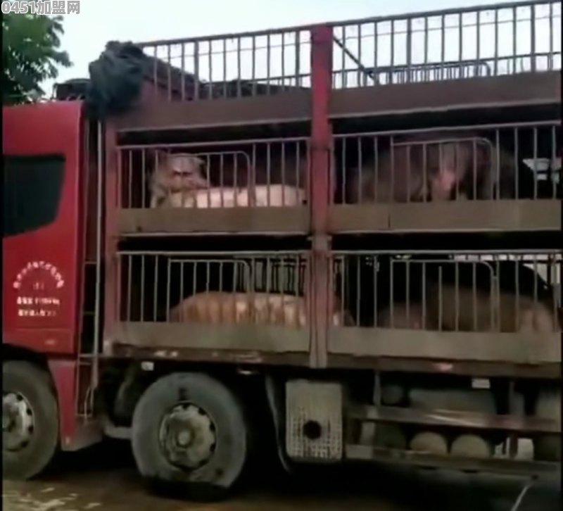 养猪场应如何做好猪瘟防控工作？有哪些建议