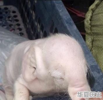 张献忠是怎么死的 - 华夏历史
