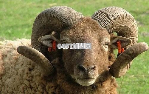2020年在农村做什么副业能稳定月入5000以上