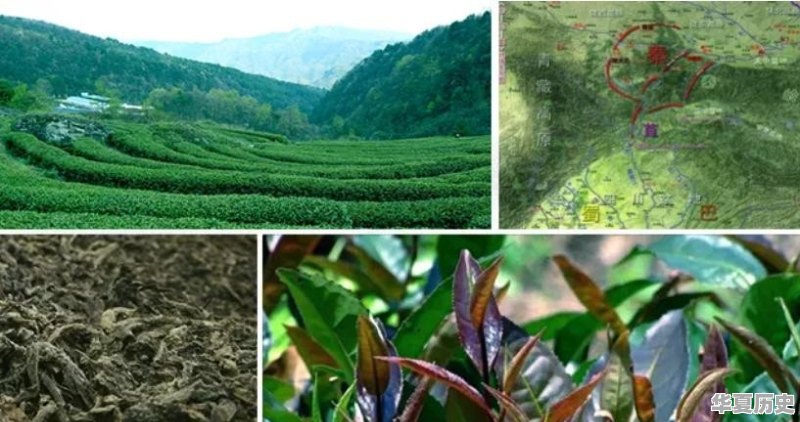 林蜀府古法黑茶的历史 - 华夏历史