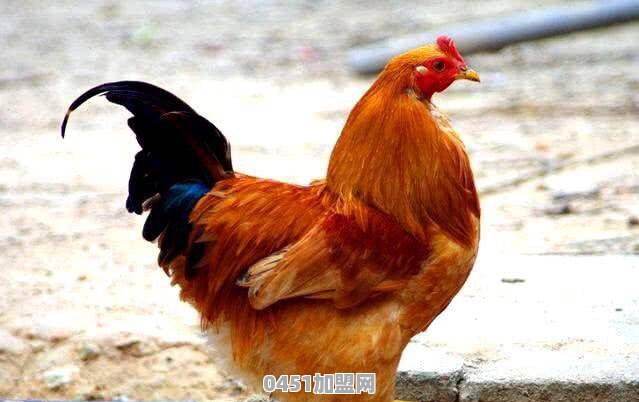 什么鸡最好销售