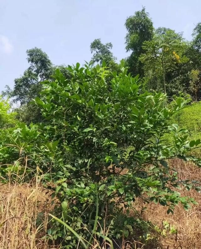 如果你没钱了怎么办