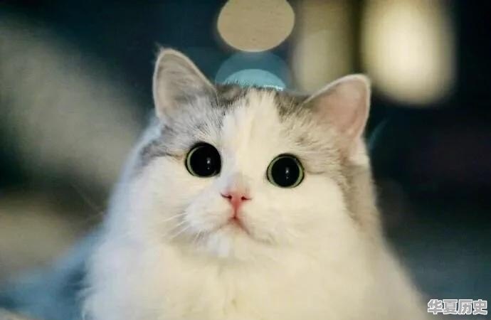 当初和狐狸一样狡猾的猫咪是如何被人类驯化的