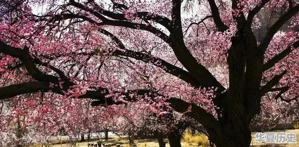 莆田这个地方的“彩礼”大概是多少 - 华夏历史