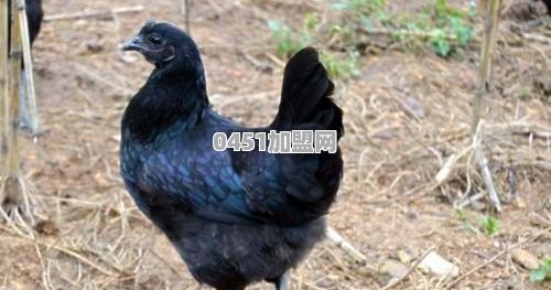 乌鸡养殖如何建立自己销售渠道？或者加盟的厂子