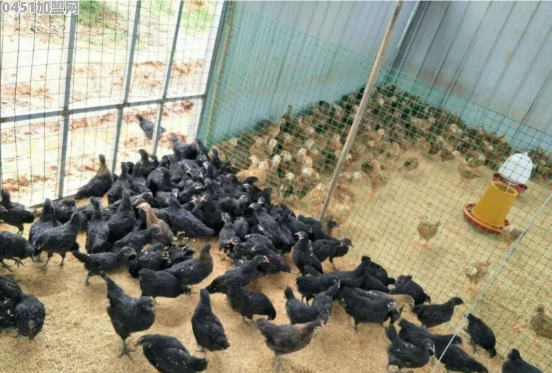 乌鸡养殖如何建立自己销售渠道？或者加盟的厂子