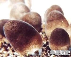 射洪太和镇有什么好玩的 - 华夏历史