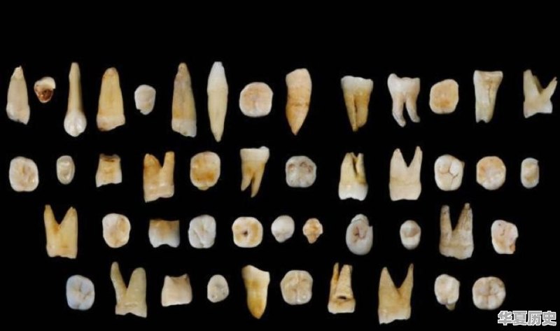 考古家说人类的历史在200万年前就开始，为什么中国才有“上下5000年” - 华夏历史
