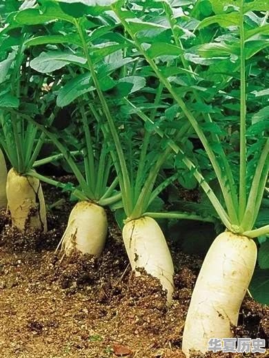 哪些蔬菜一般不用药水或催熟剂 - 华夏历史