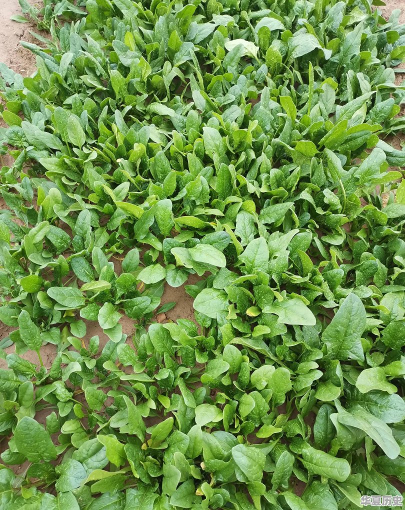 哪些蔬菜一般不用药水或催熟剂 - 华夏历史