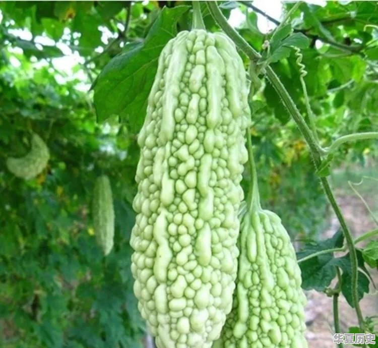 哪些蔬菜一般不用药水或催熟剂 - 华夏历史