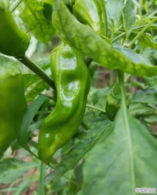 哪些蔬菜一般不用药水或催熟剂 - 华夏历史