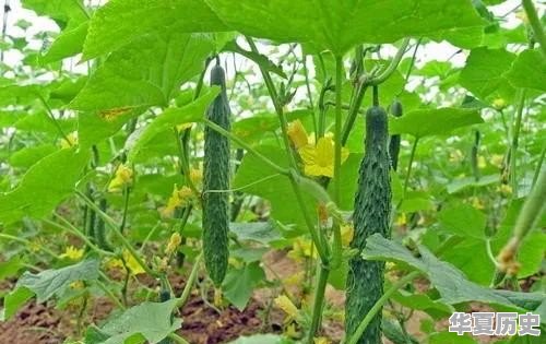 哪些蔬菜一般不用药水或催熟剂 - 华夏历史