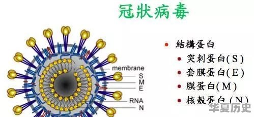 中国实行“封城”抗疫，为何世界多国还会暴发疫情，病源究竟是从哪开始的 - 华夏历史