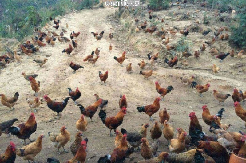 想在农村办个100只的养鸡场，大约需要投资多少钱