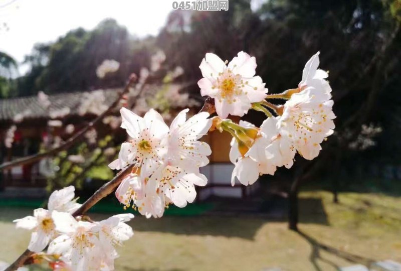 绿茶过期了，还能喝吗