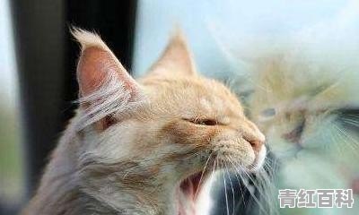 猫咪晕车怎么办