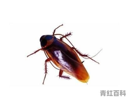 家里小蟑螂很多怎么办