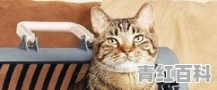 猫咪会晕车吗