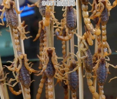 丽江平价美食探店加盟费用多少