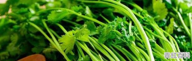 食堂的菜，没告知我有香菜，如果过敏，吃出问题，可以告食堂吗