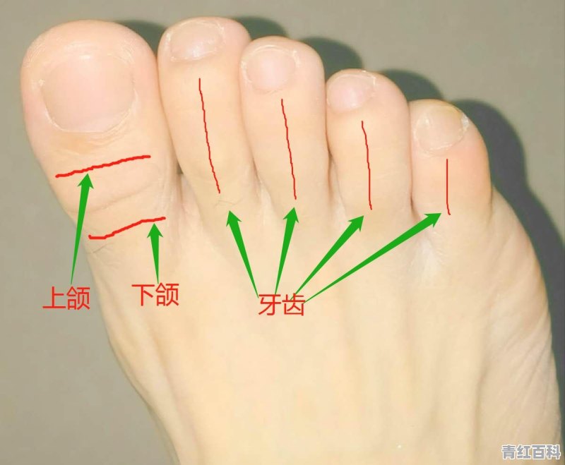 牙床上长包是怎么回事