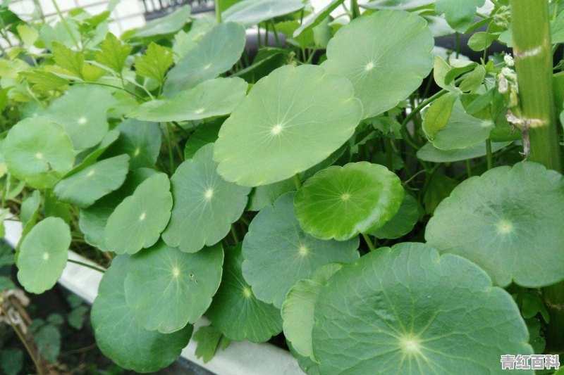 肥施多了怎么补救