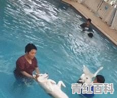 博美吃鱼后拉稀，这是为什么