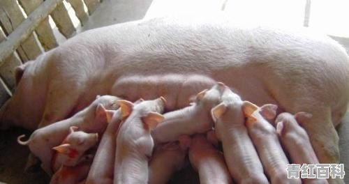小猪做伪狂犬疫苗后几个小时有呼吸 困难 四肢无力 有伪狂犬的症状发生怎么办