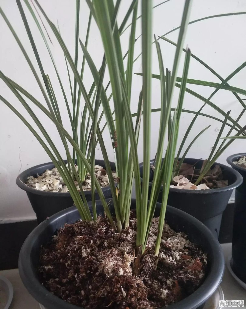 卧室里的花叶黄怎么回事