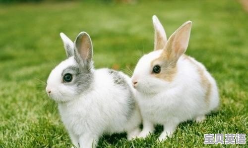 兔子英语是bunny还是rabbit