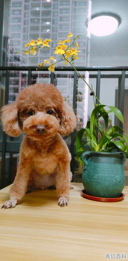 哪些小型犬的耐力好，可以带着骑行长途的