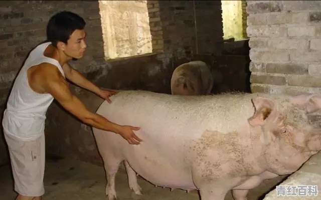 内蒙古自治区汽车销量排名
